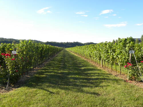 Villa Sandi vineyards Villa Sandi